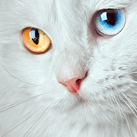 chatyeux