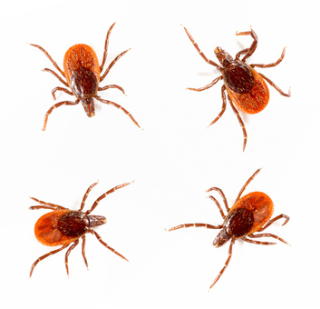 Ticks isolated over white background. Tick is the common name for the small arachnids  in superfamily Ixodoidea that, along with other mites, constitute the Acarina.