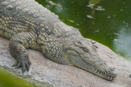 Alligatore del mississipi (Alligator Mississipiensis)