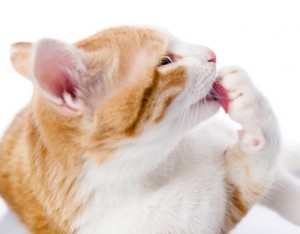 Cat washing itself. isolated on white background