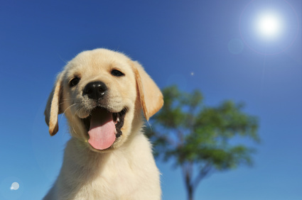 chiot labrador en été