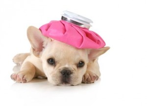 sick puppy - french bulldog with hot water bottle on head isolated on white background