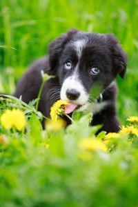 Border Collies black puppy