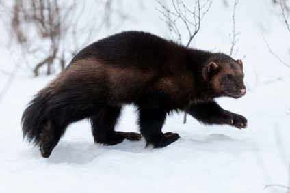 Wolverine in th snow