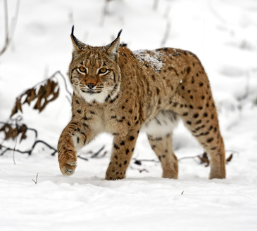 Wild Lynx in the winter forest