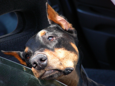 Doberman patiently awaiting Mon and Dad