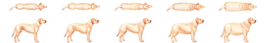 perfect_weight_bcs_dog_sprite_indice_corporel_chien_hillspet.be