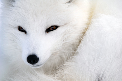 Close-up picture of an Arctic Fox