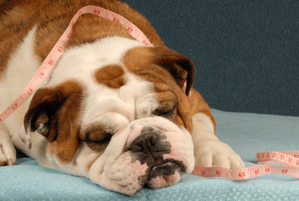 dog obesity or health - lazy bulldog with measuring tape draped across her body