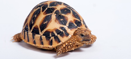 tortue marron