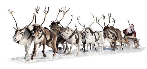 Santa Claus rides in a reindeer sleigh. He hastens to give gifts before Christmas. This is fast team of eight deer.